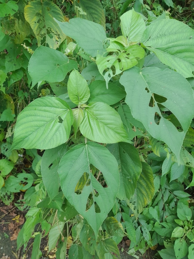 Acalypha angatensis photo 5
