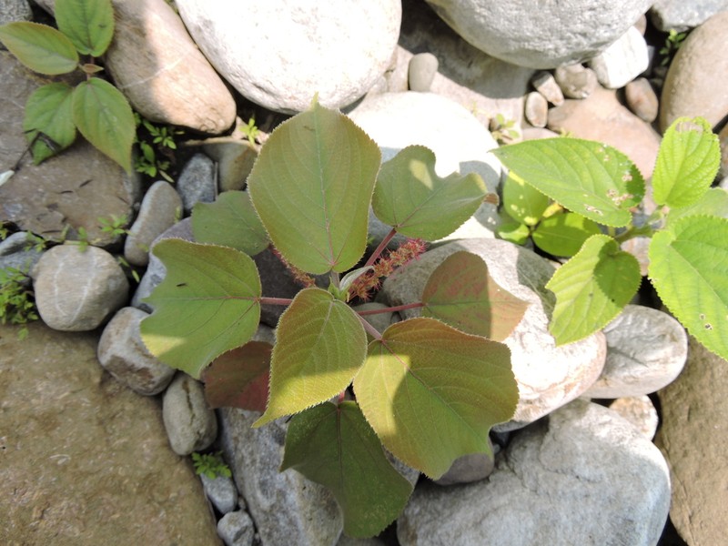 Acalypha angatensis photo 6
