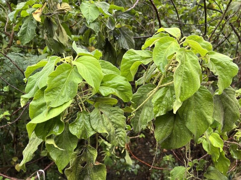 Acalypha angatensis photo 8