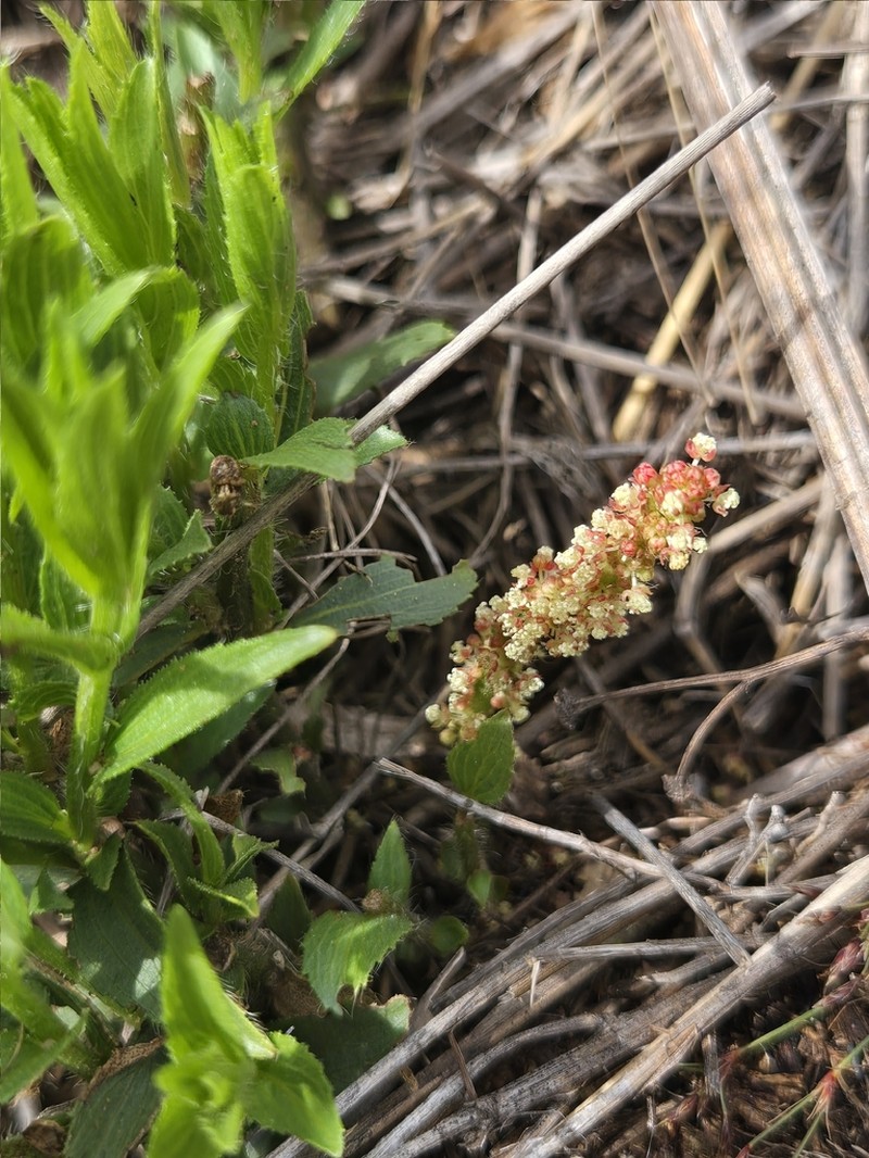 Acalypha angustata