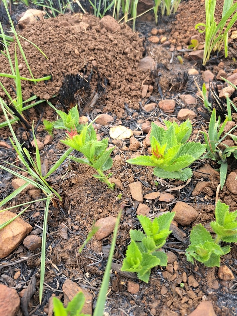 Acalypha angustata photo 2