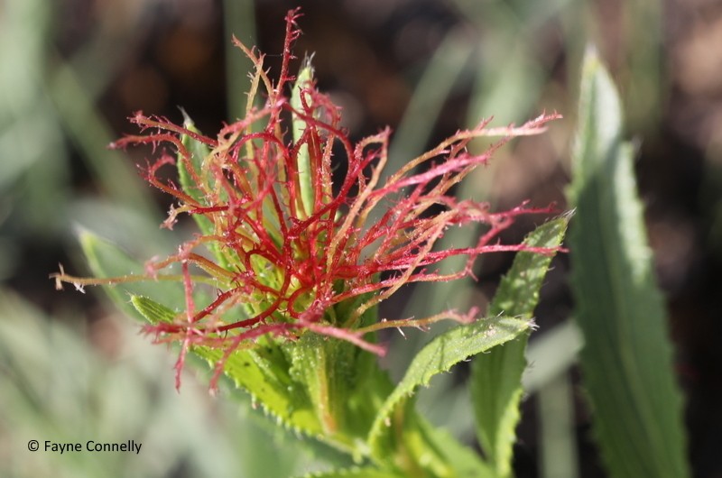 Acalypha angustata photo 3