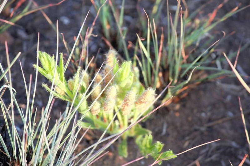 Acalypha angustata photo 4