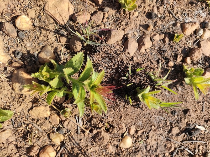 Acalypha angustata photo 6