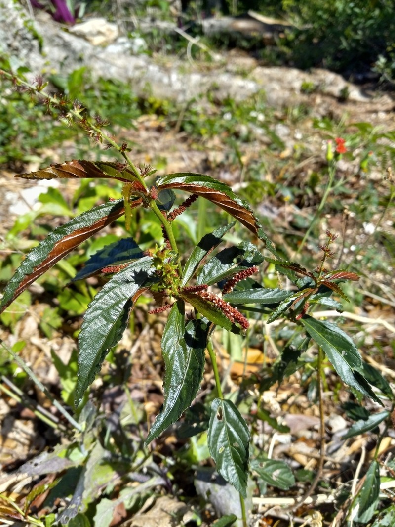 Acalypha angustifolia