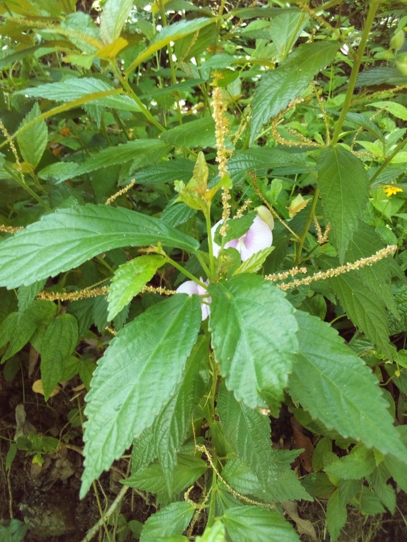 Acalypha angustifolia photo 2