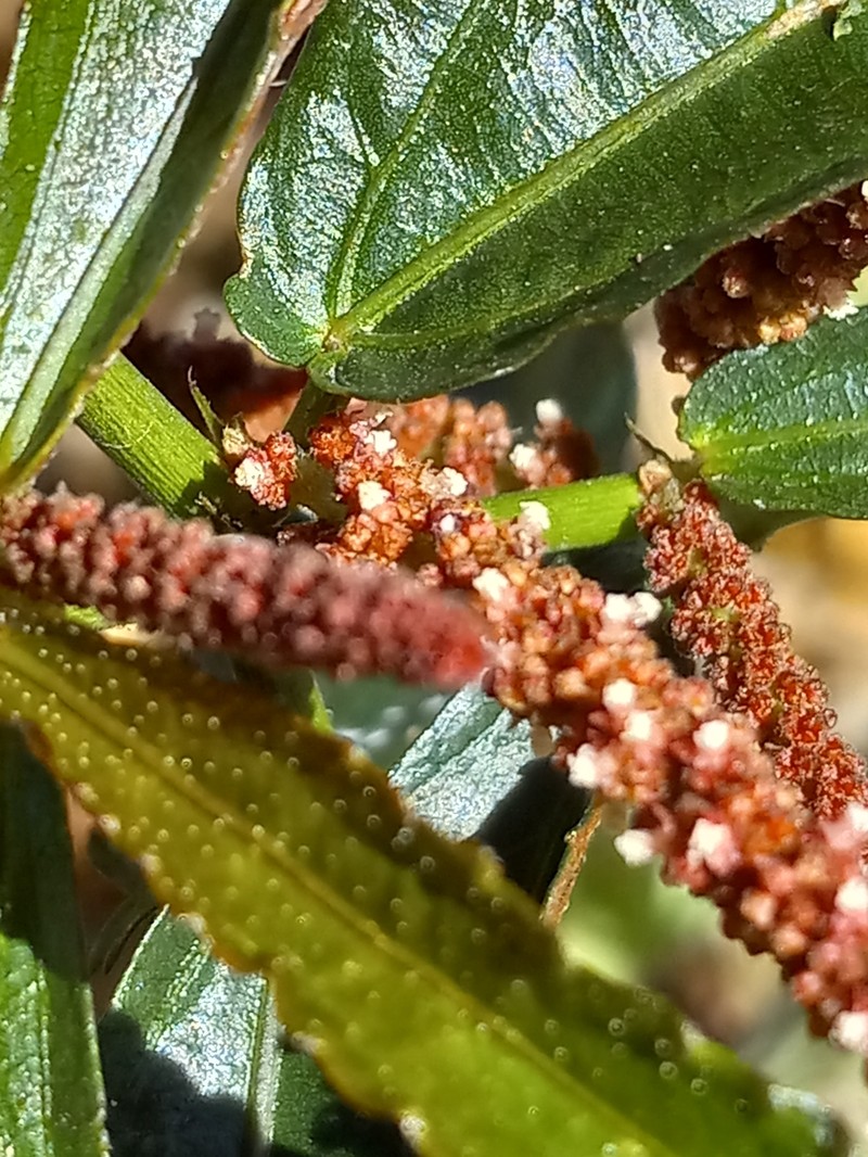 Acalypha angustifolia photo 3