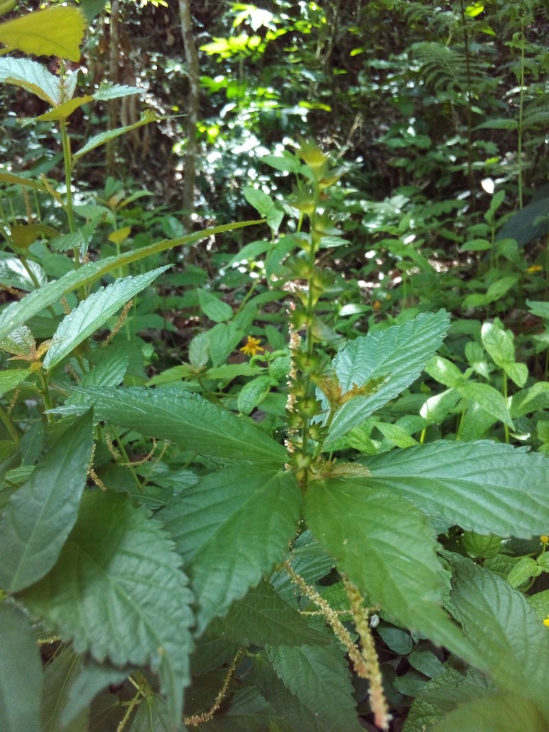 Acalypha angustifolia photo 4