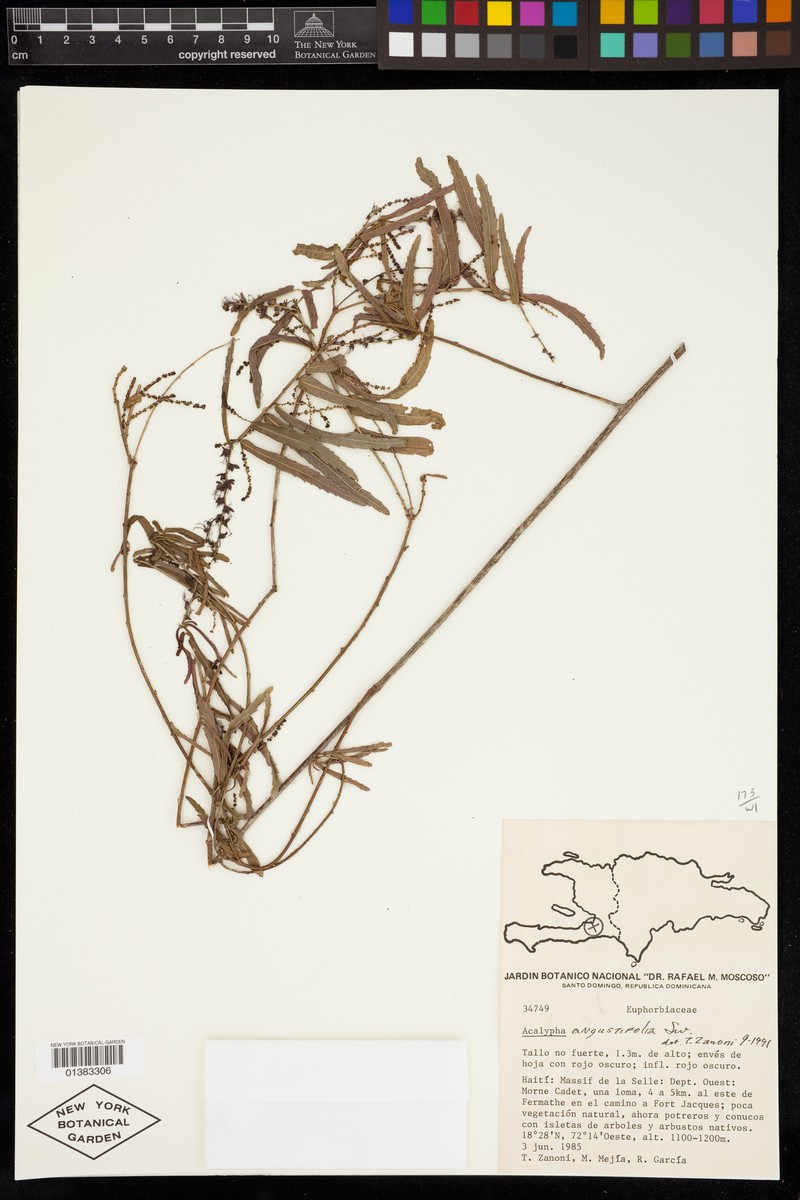 Acalypha angustifolia photo 5