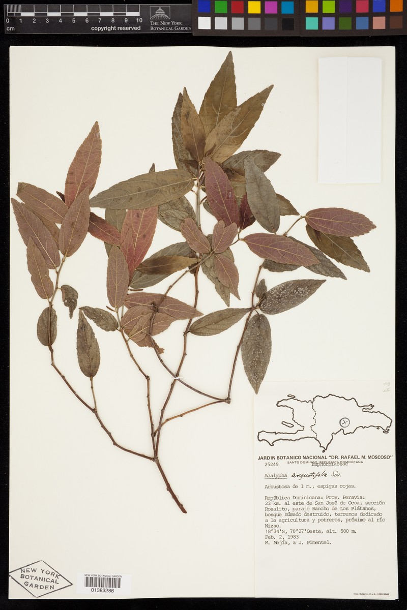 Acalypha angustifolia photo 6