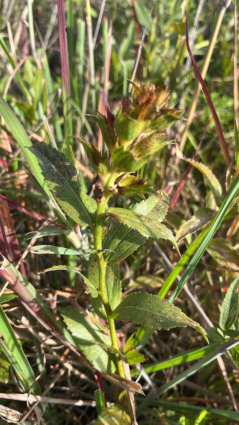 Acalypha angustifolia photo 7