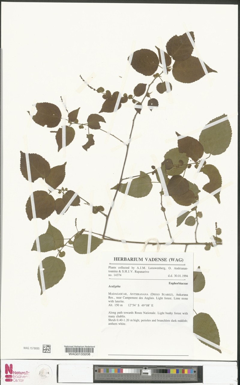 Acalypha ankaranensis photo 2