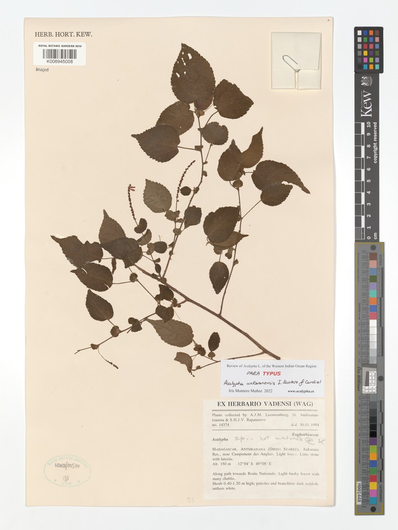 Acalypha ankaranensis photo 3