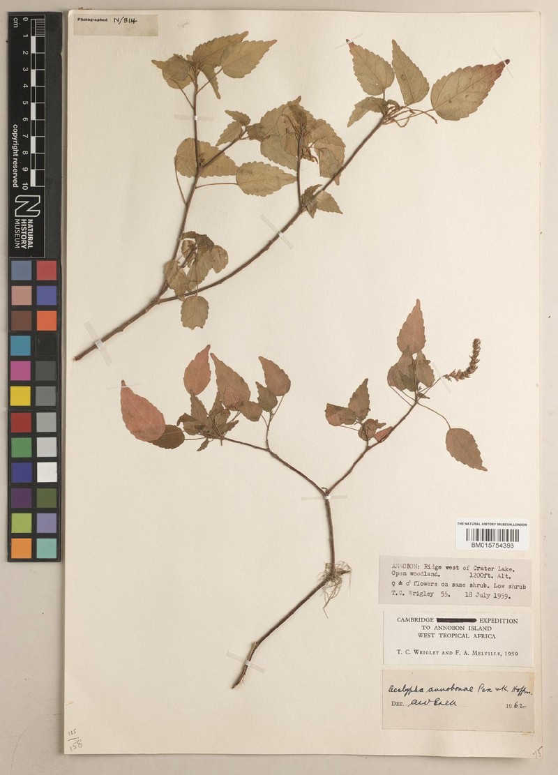 Acalypha annobonae