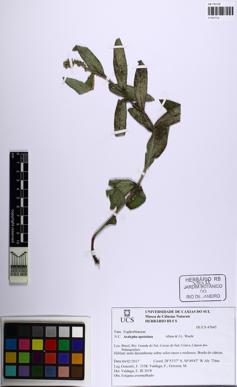 Acalypha apetiolata