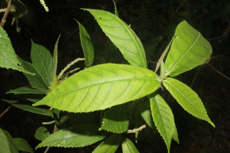 Acalypha apodanthes
