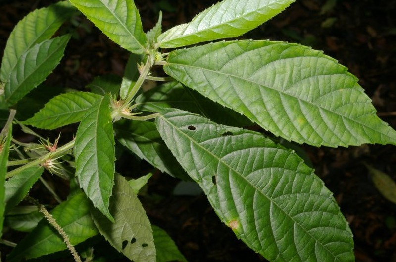 Acalypha apodanthes photo 2