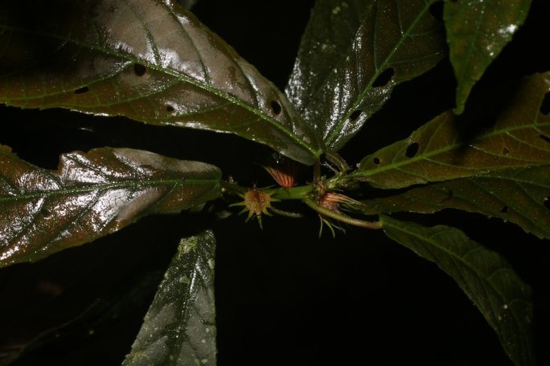 Acalypha apodanthes photo 3