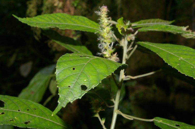 Acalypha apodanthes photo 4
