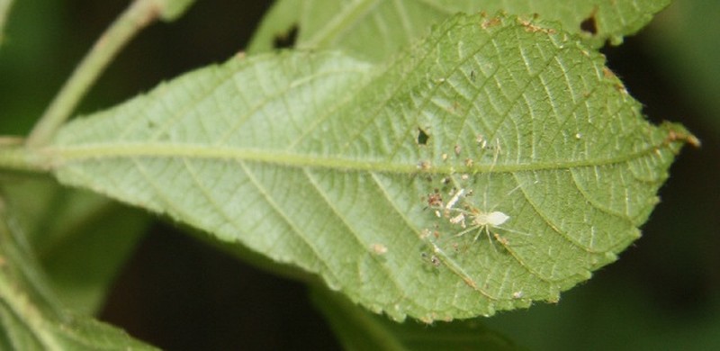 Acalypha apodanthes photo 5