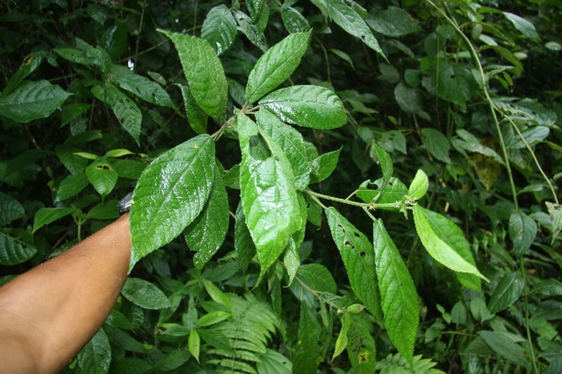 Acalypha apodanthes photo 6