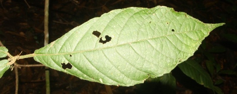 Acalypha apodanthes photo 7