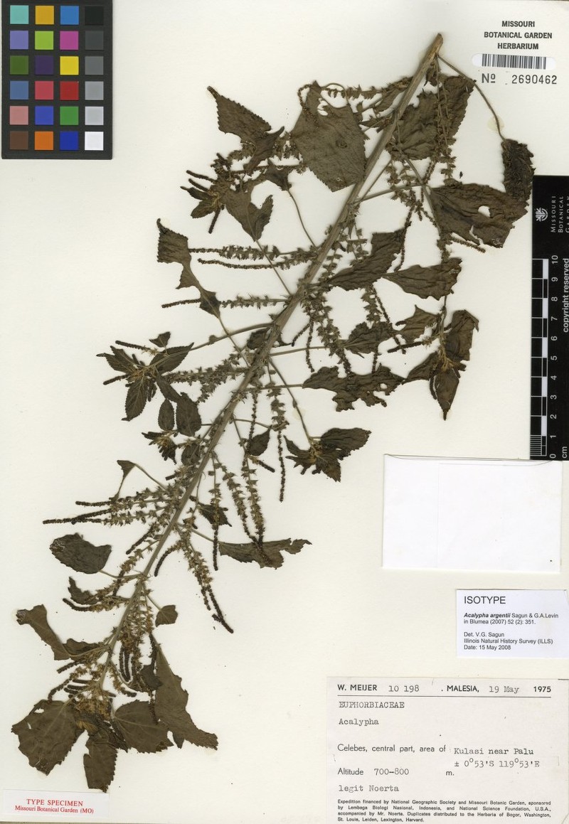 Acalypha argentii