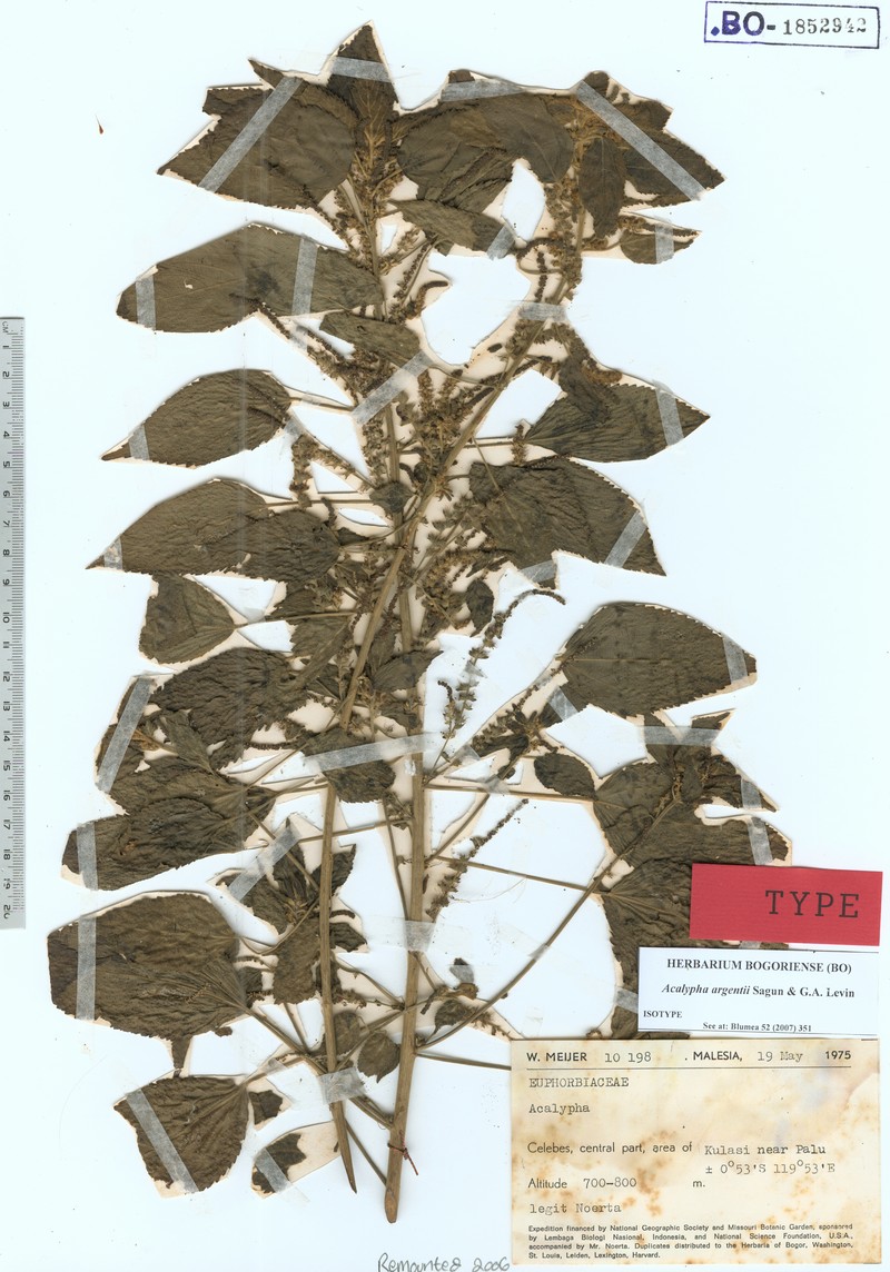 Acalypha argentii photo 2