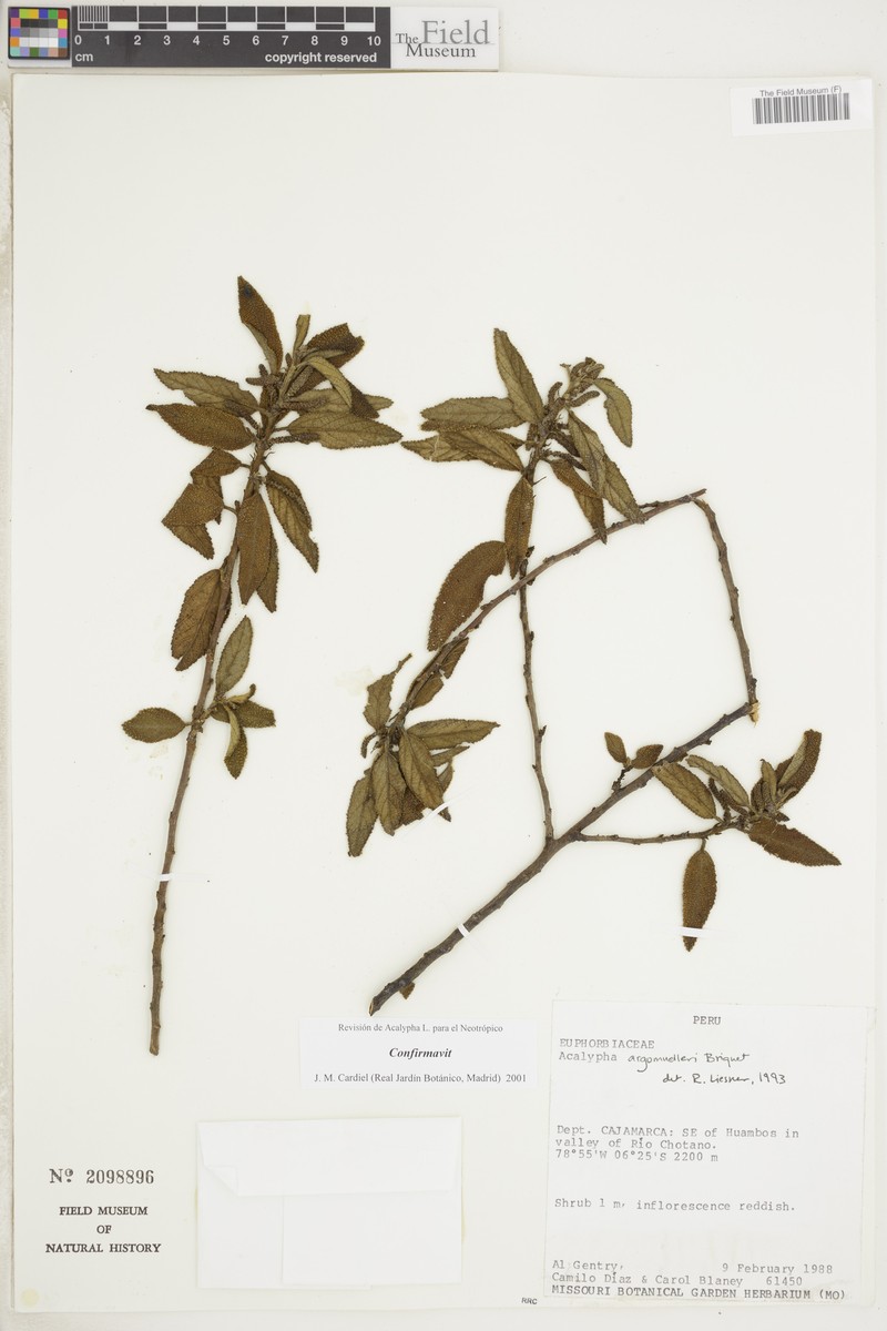 Acalypha argomuelleri