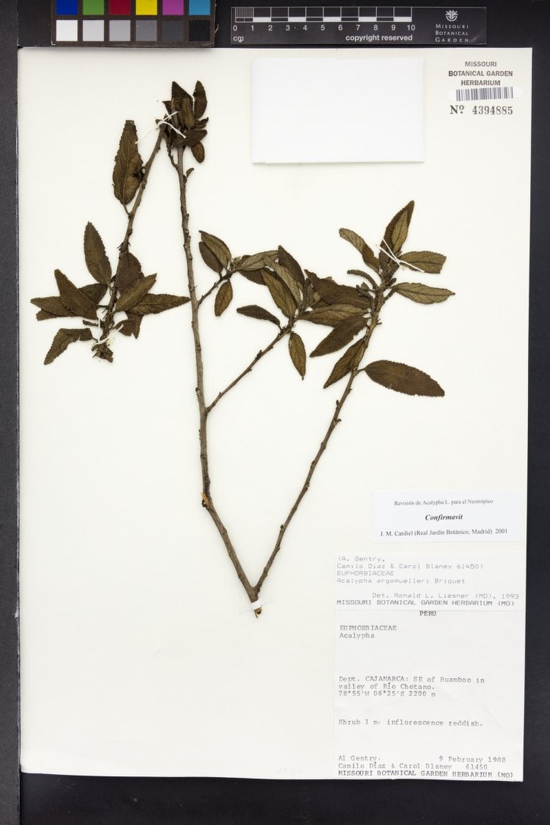 Acalypha argomuelleri photo 2