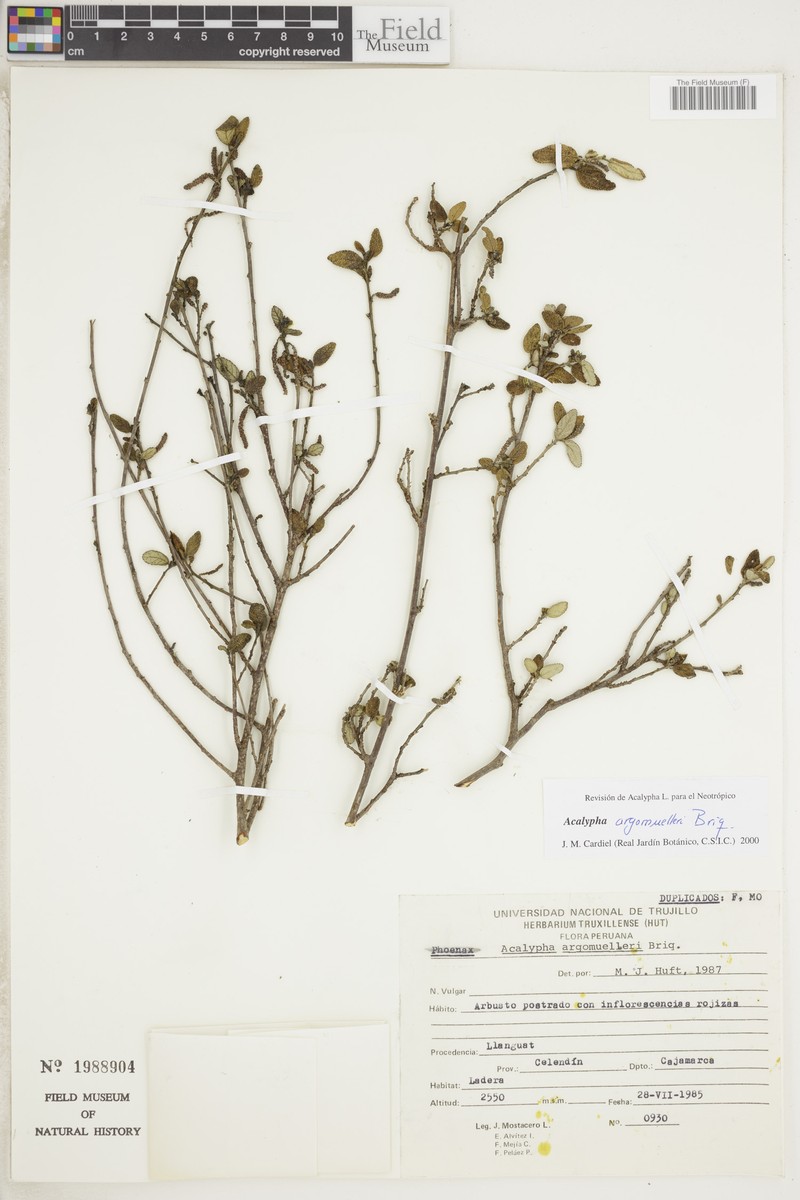 Acalypha argomuelleri photo 3