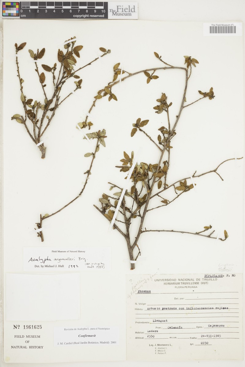 Acalypha argomuelleri photo 4