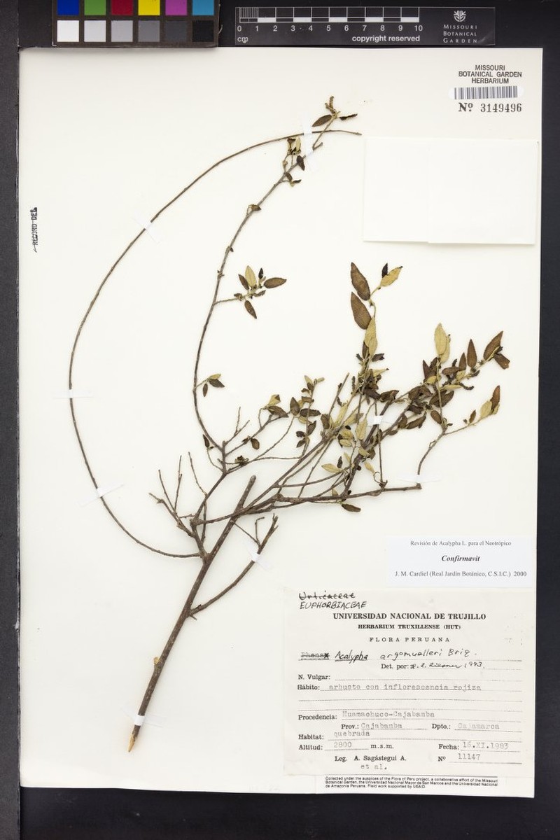 Acalypha argomuelleri photo 5