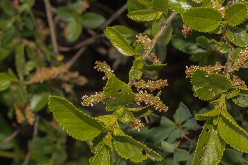 Acalypha aronioides