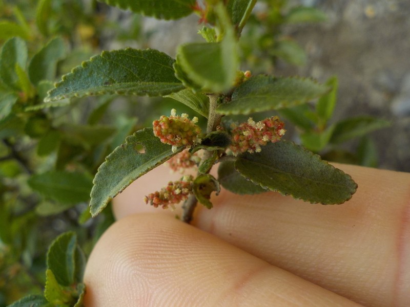 Acalypha aronioides photo 2