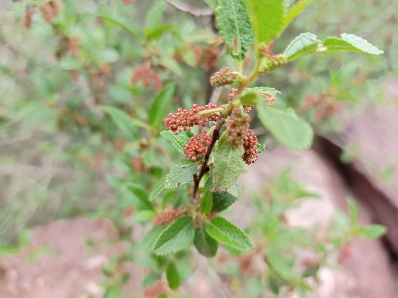 Acalypha aronioides photo 4