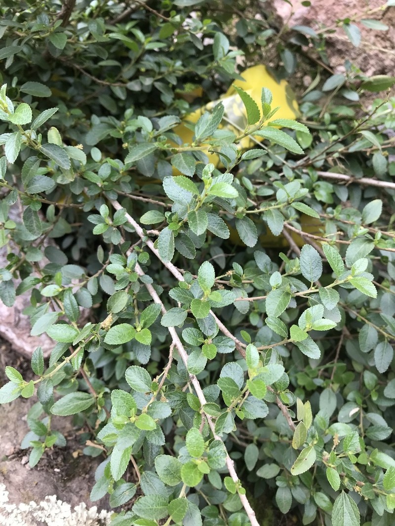 Acalypha aronioides photo 5