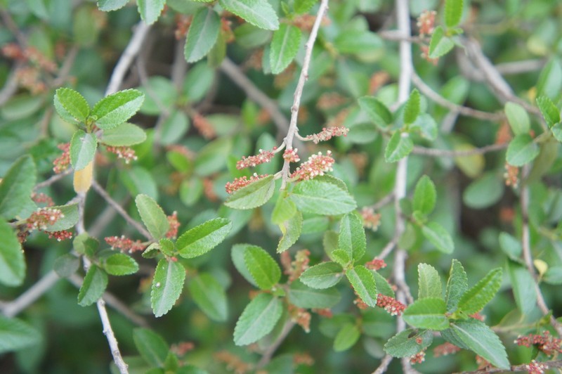 Acalypha aronioides photo 6