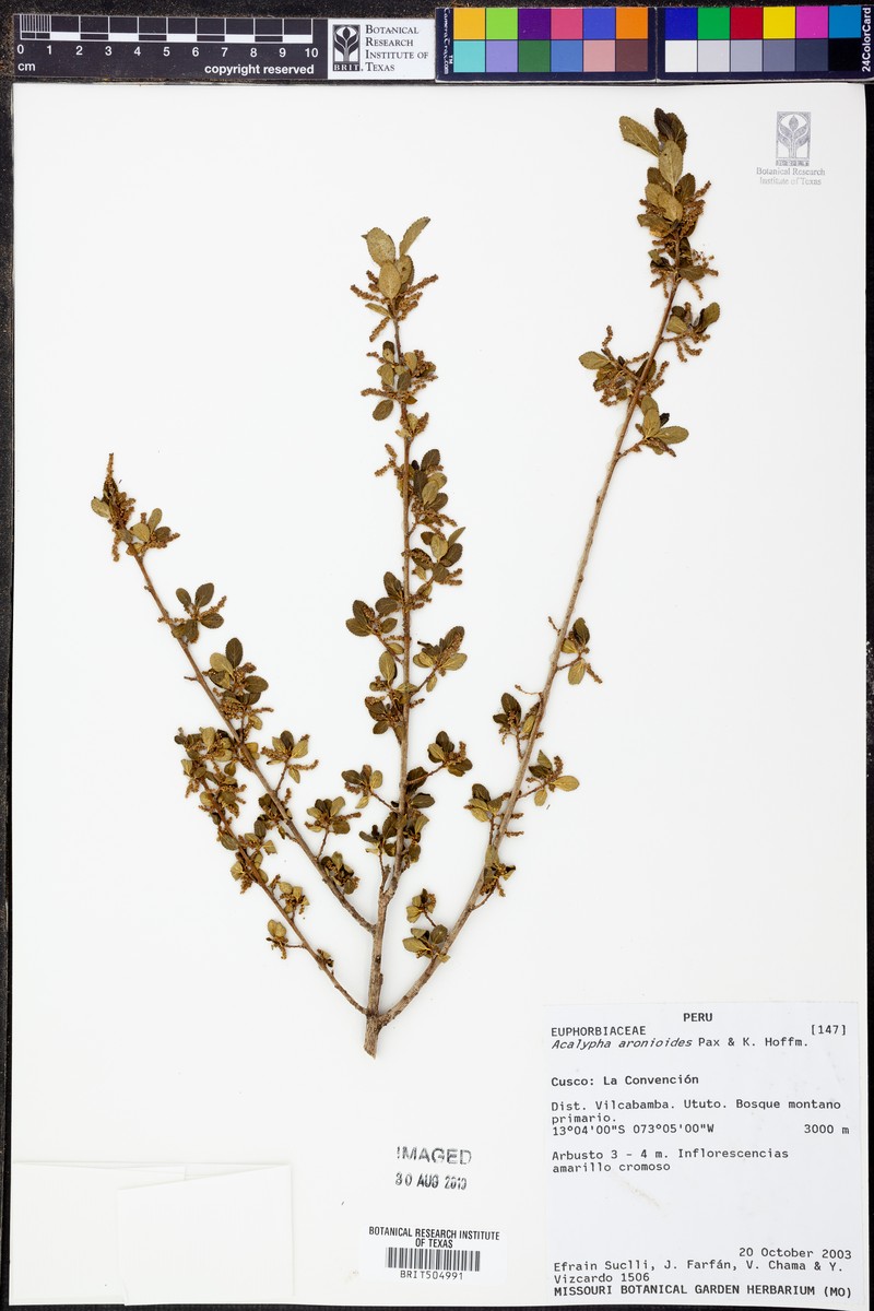 Acalypha aronioides photo 8