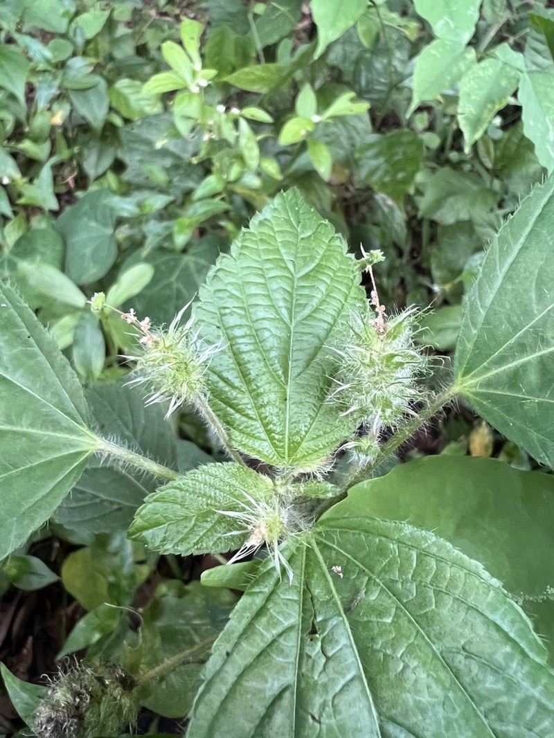 Field Copperleaf