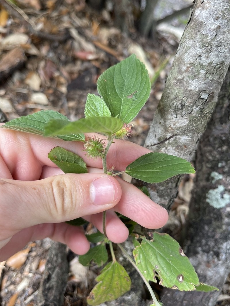 Field Copperleaf photo 2
