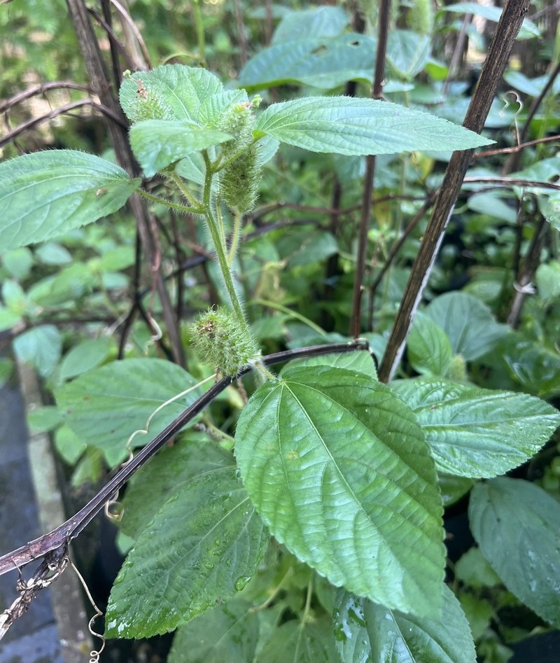 Field Copperleaf photo 3