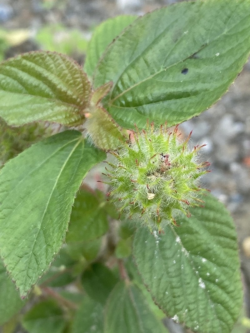 Field Copperleaf photo 4
