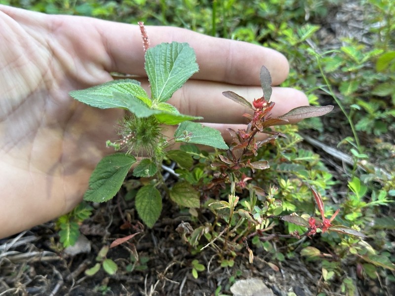 Field Copperleaf photo 5