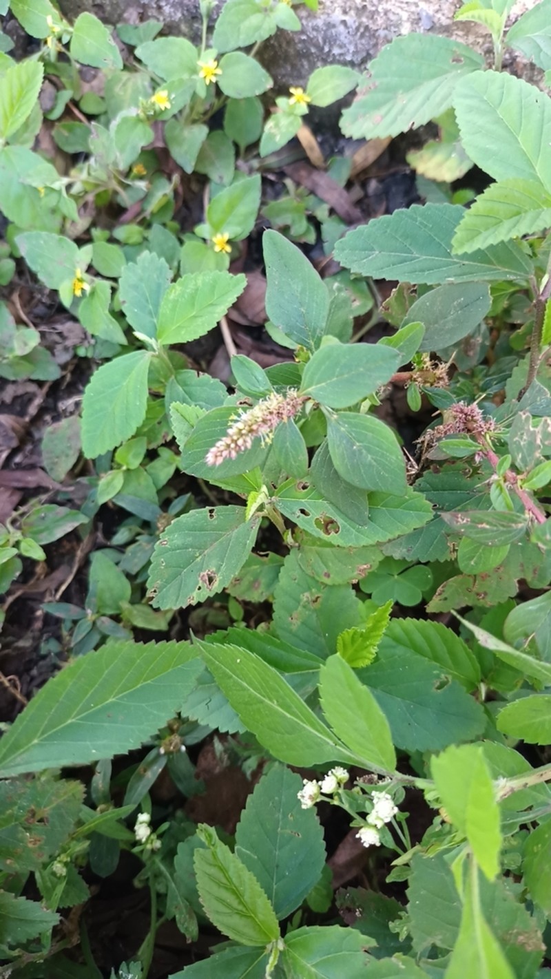 Field Copperleaf photo 6