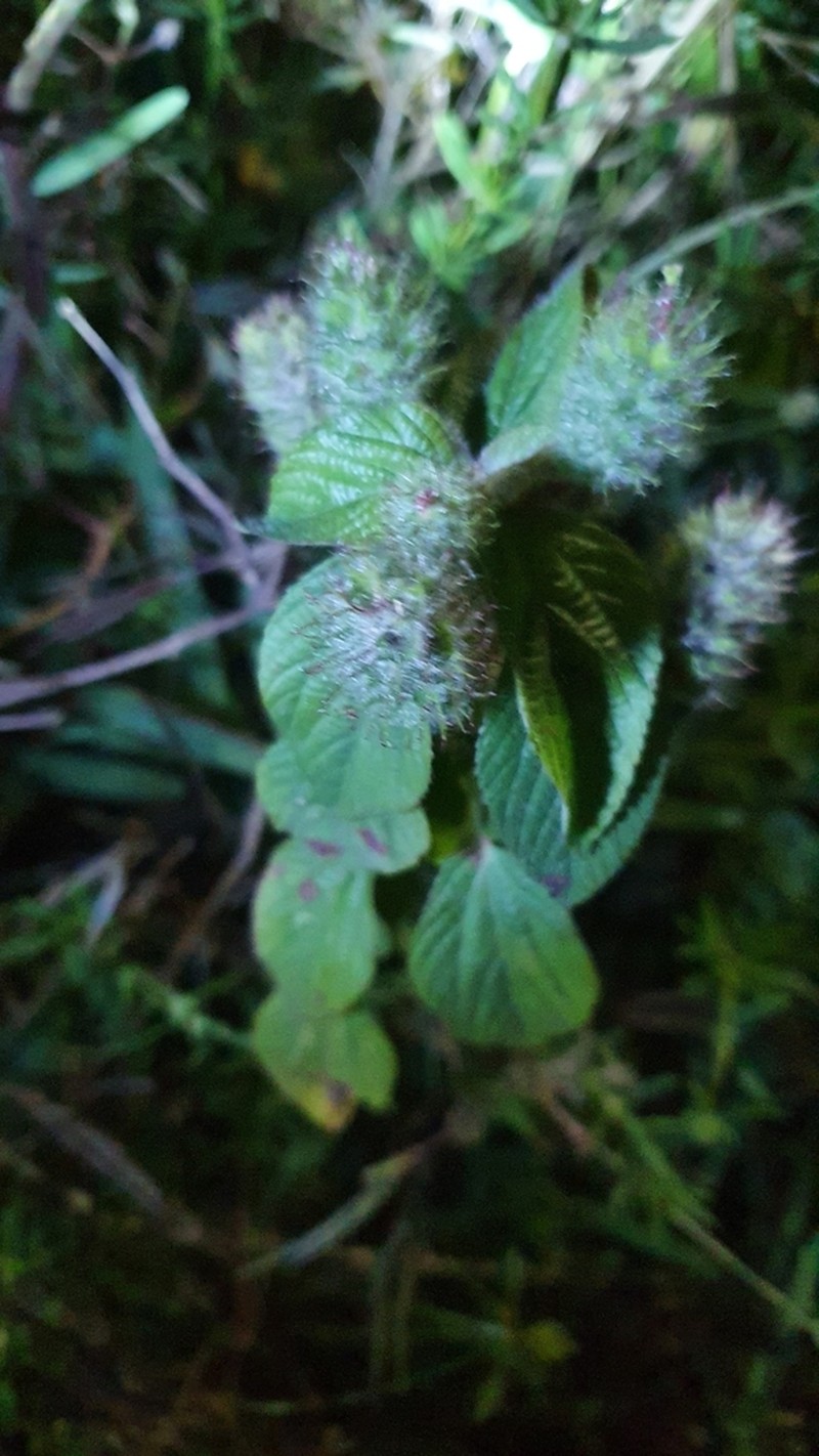 Field Copperleaf photo 7