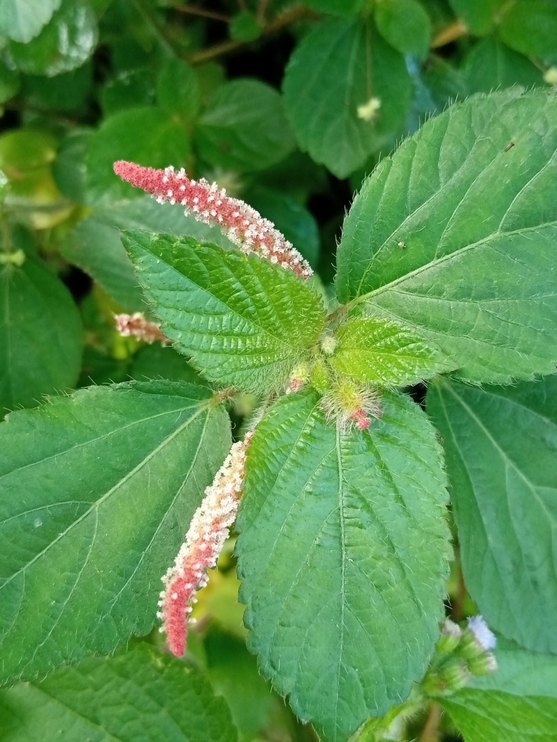 Field Copperleaf photo 8