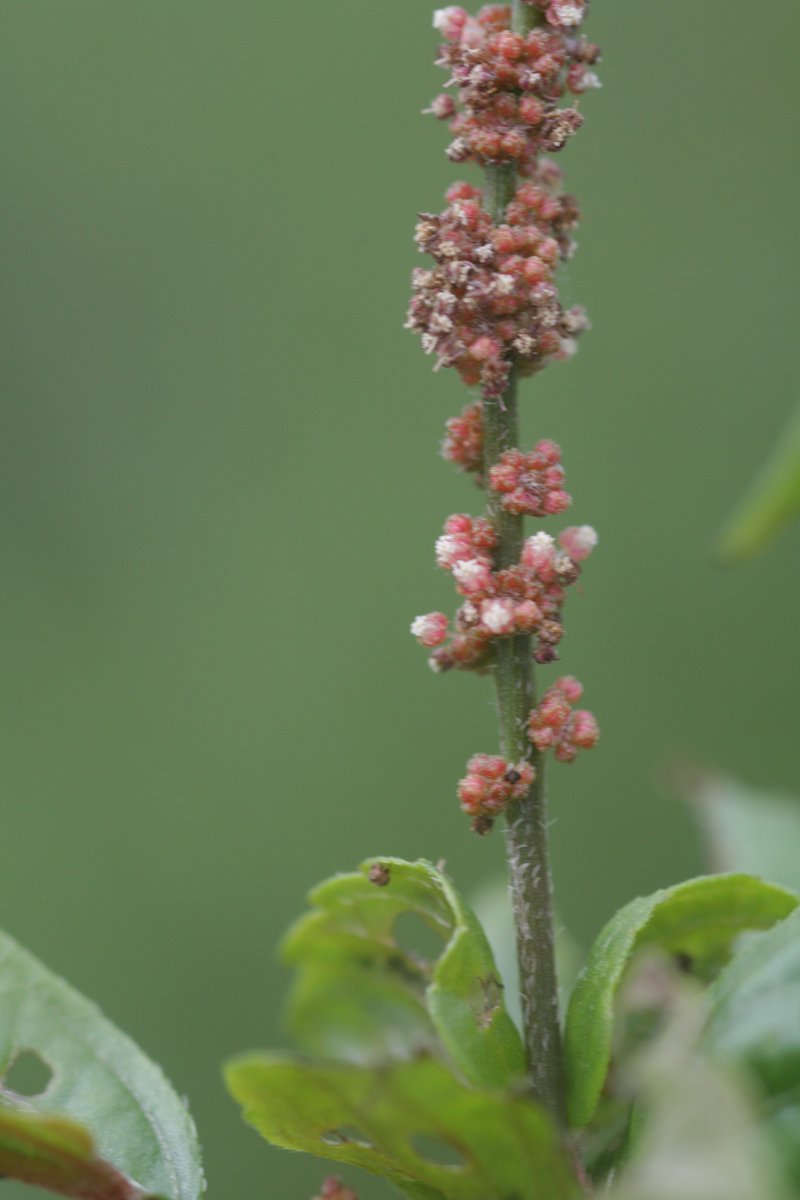 Asian Copperleaf photo 4