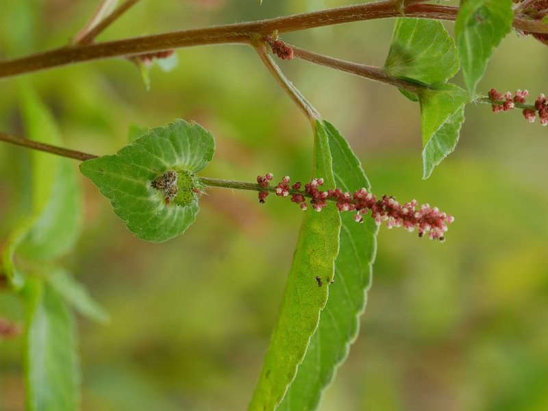 Asian Copperleaf photo 5