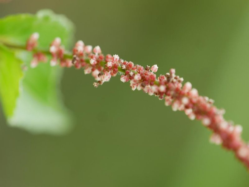 Asian Copperleaf photo 6
